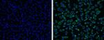 Japanese Encephalitis Virus NS3 Antibody in Immunocytochemistry (ICC/IF)