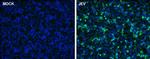 Japanese Encephalitis Virus NS1 Antibody in Immunocytochemistry (ICC/IF)