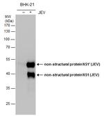 Japanese Encephalitis Virus NS1 Antibody in Western Blot (WB)