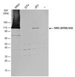 West Nile Virus NS5 Protein Antibody in Western Blot (WB)