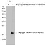 West Nile Virus NS2B Protein Antibody in Western Blot (WB)