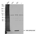 West Nile Virus NS2B Protein Antibody in Western Blot (WB)