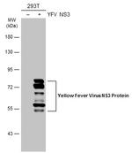 Yellow Fever Virus NS3 Antibody in Western Blot (WB)