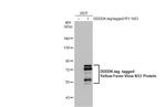 Yellow Fever Virus NS3 Antibody in Western Blot (WB)