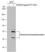 Yellow Fever Virus NS3 Antibody in Western Blot (WB)