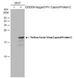 Yellow Fever Virus Capsid Protein C Antibody in Western Blot (WB)