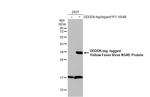 Yellow Fever Virus NS4B Antibody in Western Blot (WB)