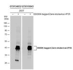 Ebola Virus VP35 Antibody in Western Blot (WB)