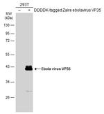 Ebola Virus VP35 Antibody in Western Blot (WB)