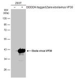 Ebola Virus VP30 Antibody in Western Blot (WB)