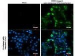 Ebola Virus VP30 Antibody in Immunocytochemistry (ICC/IF)