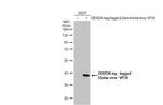 Ebola Virus VP30 Antibody in Western Blot (WB)