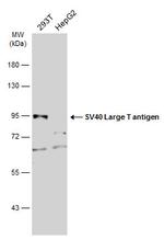 SV40 T-Antigen Antibody in Western Blot (WB)