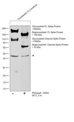 SARS-CoV-2 Spike Protein S1/S2 Antibody in Western Blot (WB)