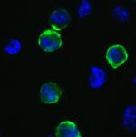 SARS-CoV-2 Spike Protein S1/S2 Antibody in Immunocytochemistry (ICC/IF)