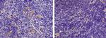 IL-9 Antibody in Immunohistochemistry (Paraffin) (IHC (P))