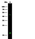 IL-9 Antibody in Western Blot (WB)