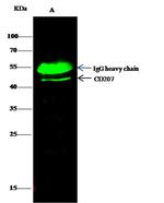 Langerin Antibody in Immunoprecipitation (IP)