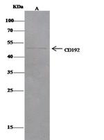 CCR2 Antibody in Immunoprecipitation (IP)