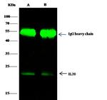 IL-20 Antibody in Immunoprecipitation (IP)