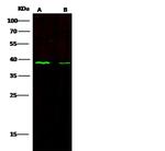 CD1c Antibody in Western Blot (WB)