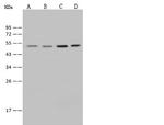 E2F4 Antibody in Western Blot (WB)