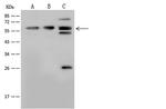 YY1 Antibody in Western Blot (WB)