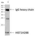 HIST1H2BB Antibody in Immunoprecipitation (IP)