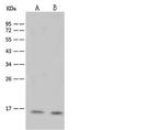 HIST1H2BB Antibody in Western Blot (WB)