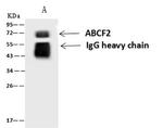 ABCF2 Antibody in Immunoprecipitation (IP)