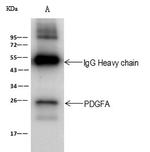 PDGF-A Antibody in Immunoprecipitation (IP)