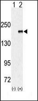 EHMT1 Antibody in Western Blot (WB)