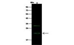 C1orf144 Antibody in Western Blot (WB)