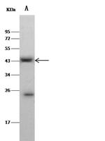 CLEC9A Antibody in Western Blot (WB)