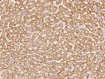 COX17 Antibody in Immunohistochemistry (Paraffin) (IHC (P))