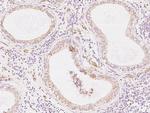 COX17 Antibody in Immunohistochemistry (Paraffin) (IHC (P))