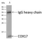 COX17 Antibody in Immunoprecipitation (IP)