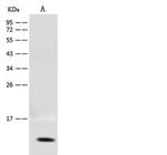 COX17 Antibody in Western Blot (WB)