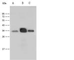 P2Y6 Antibody in Western Blot (WB)