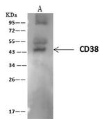 CD38 Antibody in Immunoprecipitation (IP)