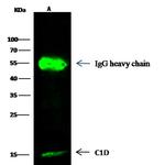 C1D Antibody in Immunoprecipitation (IP)