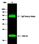 UBE2H Antibody in Immunoprecipitation (IP)