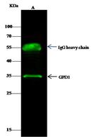 GPD1 Antibody in Immunoprecipitation (IP)