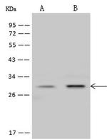 PrP Antibody in Western Blot (WB)