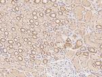 MAD2 Antibody in Immunohistochemistry (Paraffin) (IHC (P))