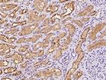 KBP Antibody in Immunohistochemistry (Paraffin) (IHC (P))