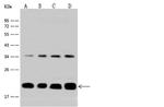 ICT1 Antibody in Western Blot (WB)