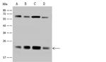 ATP5H Antibody in Western Blot (WB)