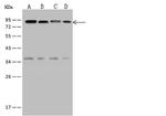 EWSR1 Antibody in Western Blot (WB)