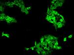 DYNC1LI1 Antibody in Immunocytochemistry (ICC/IF)